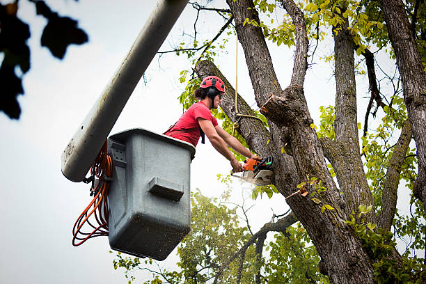 Professional Tree Removal and Landscaping Services in Vero Lake Estates, FL